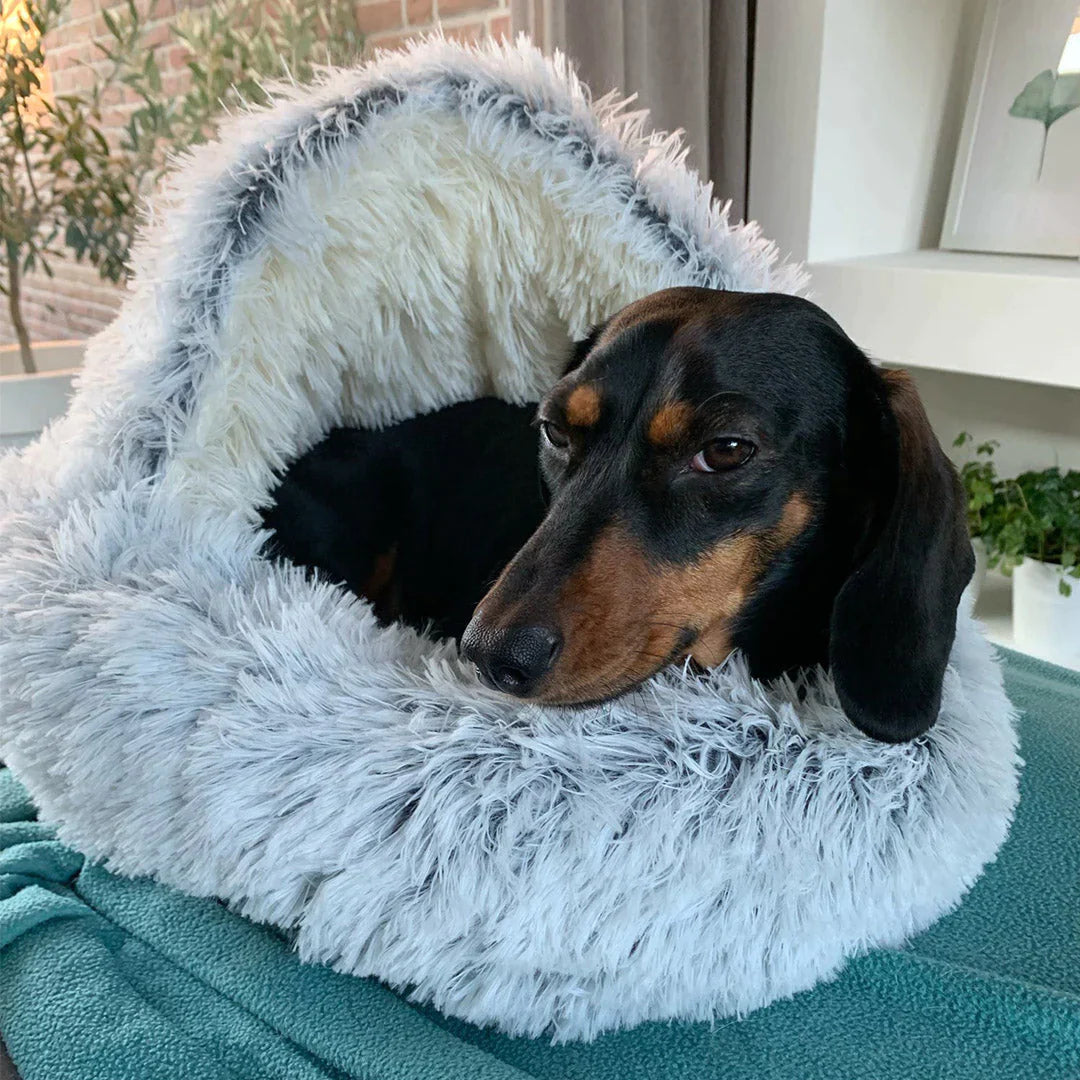 PetCloud - My dog loves it [Last day sale]