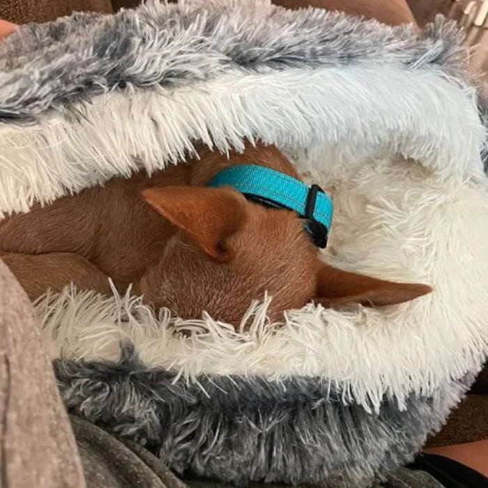 PetCloud - My dog loves it [Last day sale]