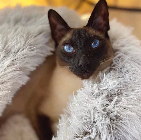 50% OFF | PurrRest™ - Comfortable Pet Bed [Last Day Sale]