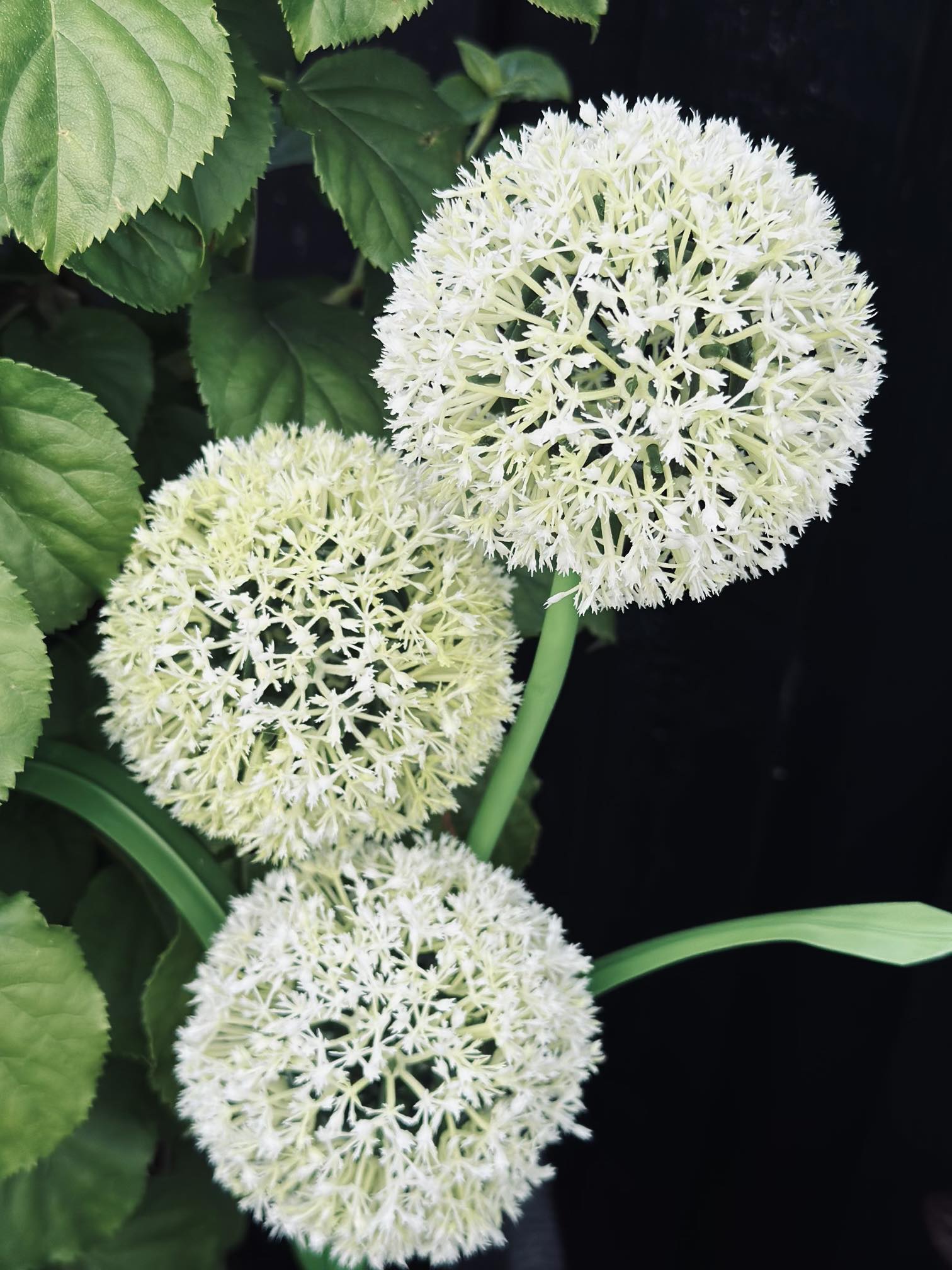 SolarBloom - Magical light for your garden