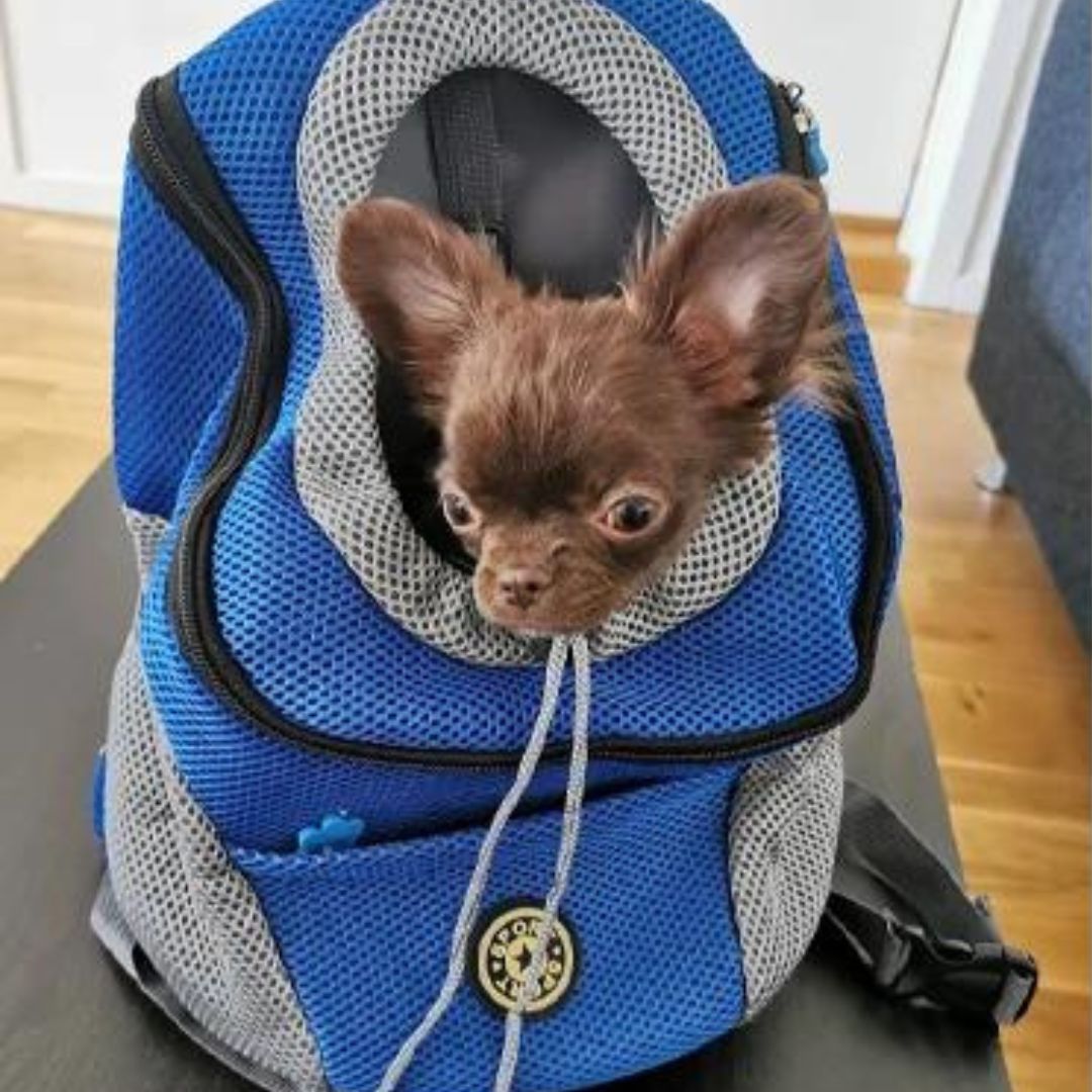 PawCarry - Travel everywhere together