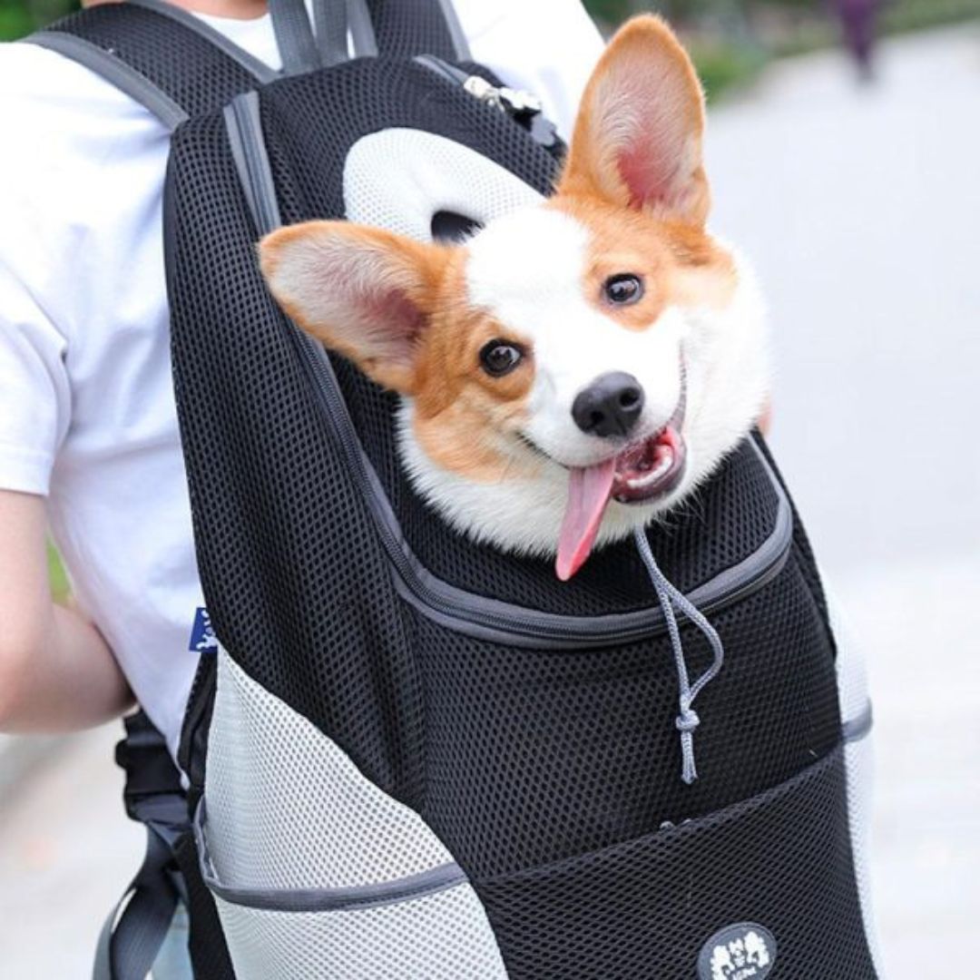 PawCarry - Travel everywhere together