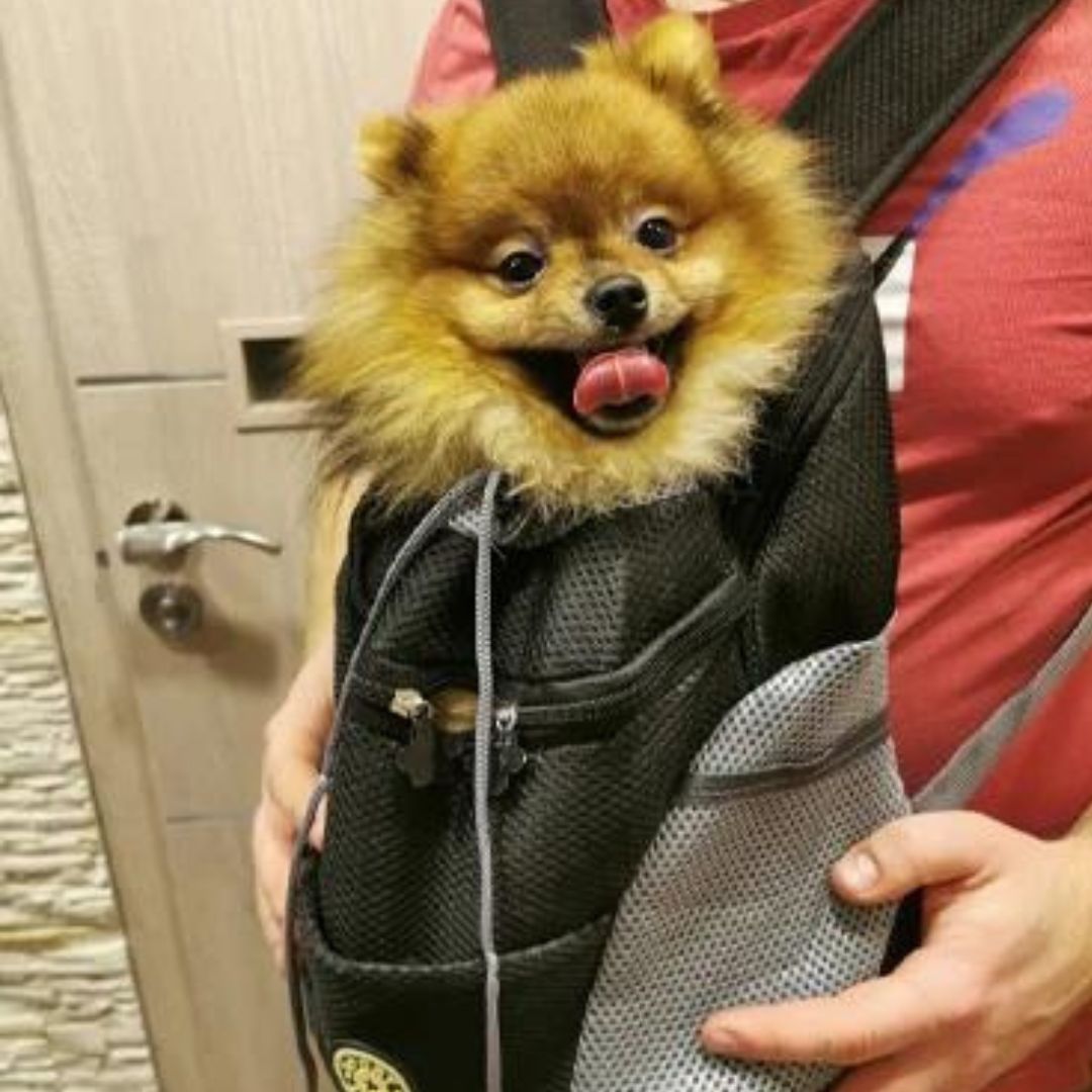 PawCarry - Travel everywhere together
