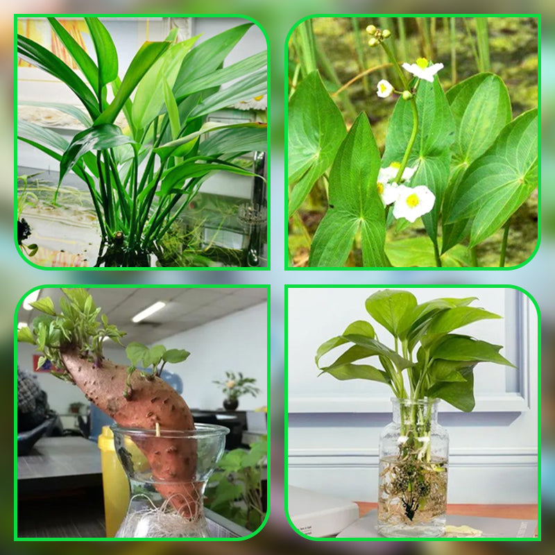 Buy 1+1 FREE | HydroScope - Root monitoring made easy